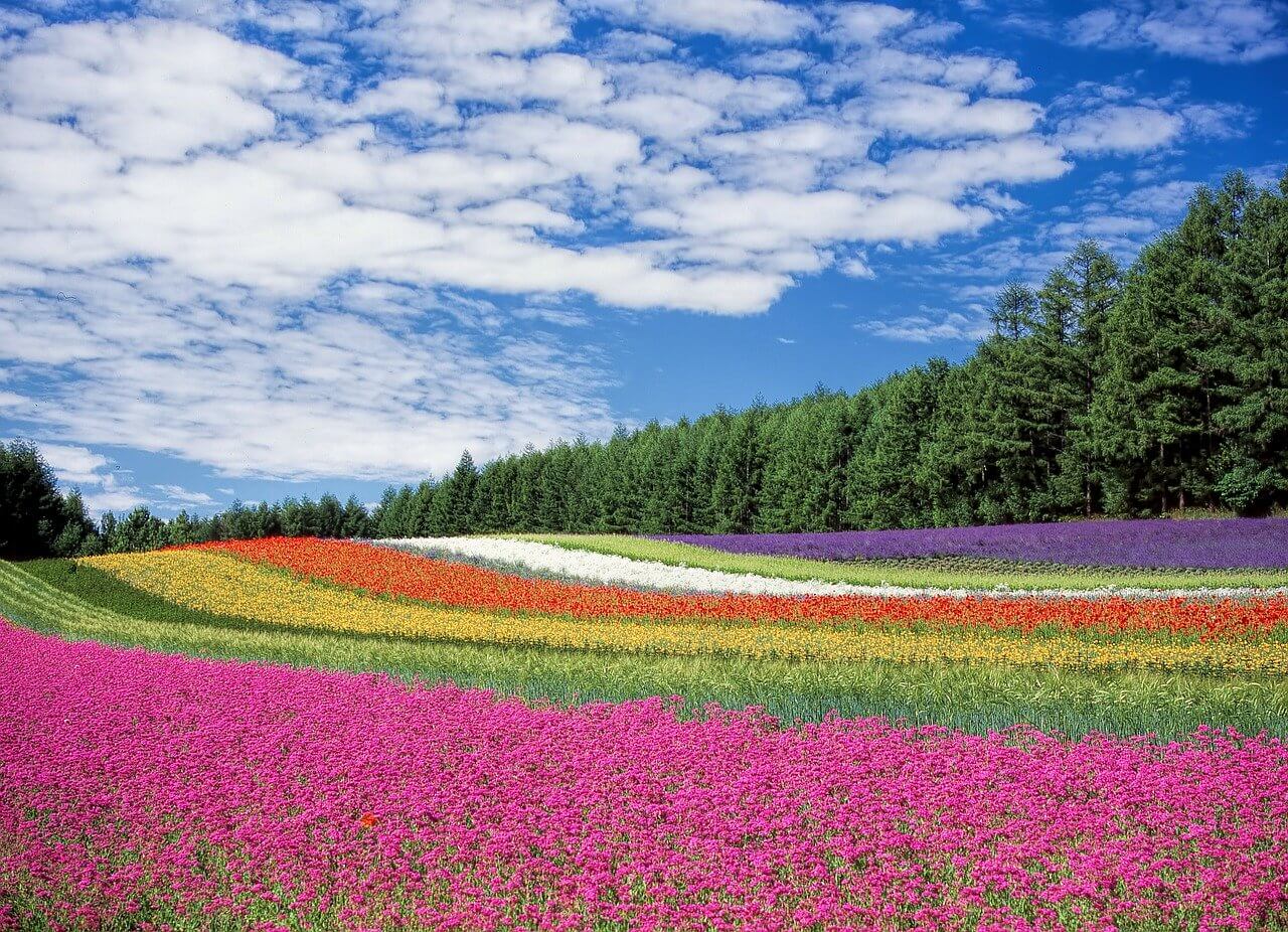Flowers Name In Hindi And English 121 फ ल क न म Only My Fitness Flowers Name In Hindi And English 121 फ ल क न म Only My Fitness