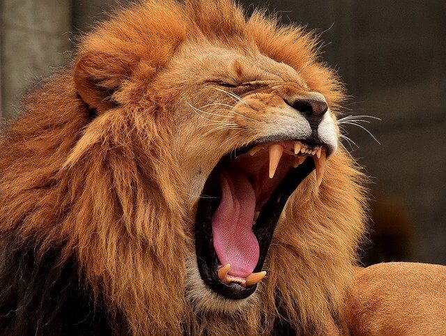 the word lion in hindi