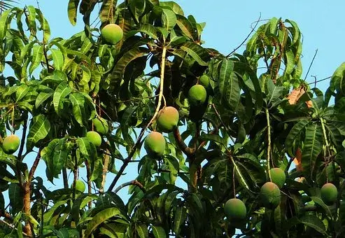 Mango tree in Hindi